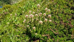 Castilleja parviflora albida