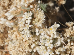 Cuscuta salina