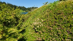 Castilleja parviflora albida