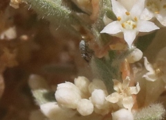 Smicronyx sculpticollis