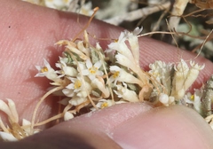 Cuscuta salina