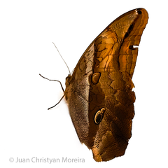 Eryphanis