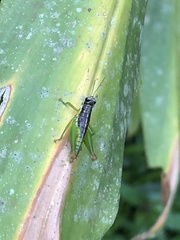 Liebermannacris dorsualis