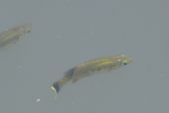 Xenotoca variata