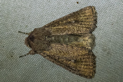 Dasygaster padockina