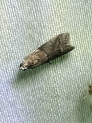 Acrobasis juglandis