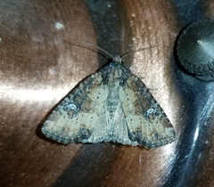 Lateroligia ophiogramma