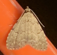 Dyspyralis puncticosta