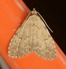 Dyspyralis puncticosta