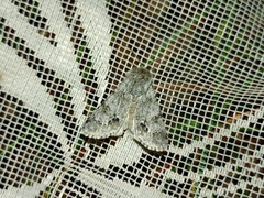 Acronicta menyanthidis