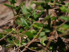 Hibbertia aspera