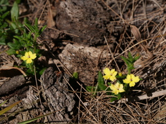 Hibbertia aspera