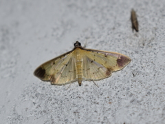 Eulepte gastralis