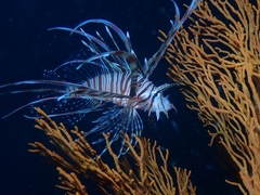 Pterois