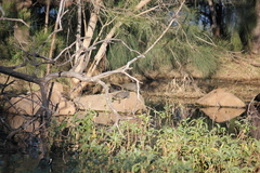 Emydura macquarii