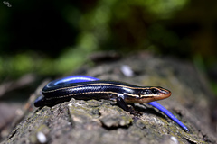 Plestiodon sumichrasti