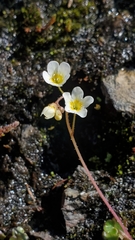 Romanzoffia sitchensis