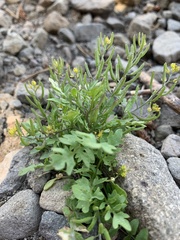 Rorippa curvisiliqua