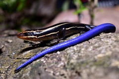 Plestiodon sumichrasti