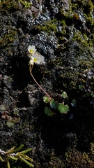 Romanzoffia sitchensis