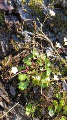 Romanzoffia sitchensis