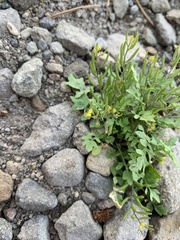Rorippa curvisiliqua
