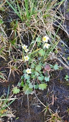 Romanzoffia sitchensis