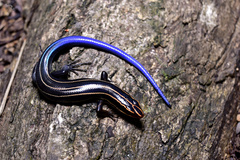 Plestiodon sumichrasti