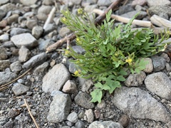 Rorippa curvisiliqua