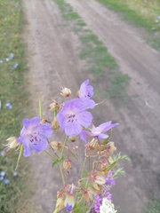 Geranium pratense