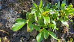 Salix cascadensis