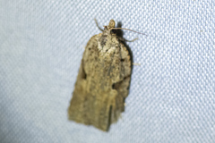 Meritastis