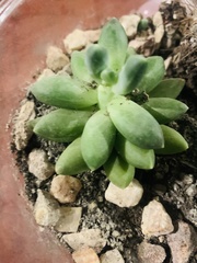 Pachyphytum compactum