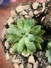 Pachyphytum compactum