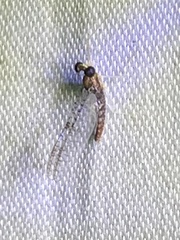 Leucrocuta aphrodite