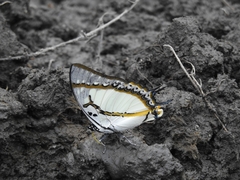 Polyura eudamippus