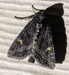 Helotropha reniformis