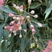 photo of Red-flowering Gum (Corymbia ficifolia)