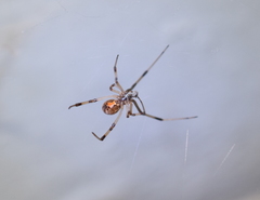 Latrodectus geometricus