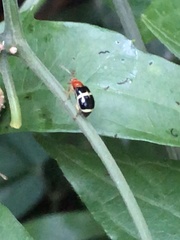 Gynandrobrotica