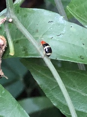 Gynandrobrotica
