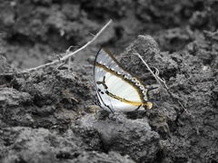 Polyura eudamippus