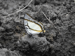 Polyura eudamippus