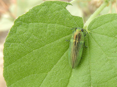 Agaeocera scintillans