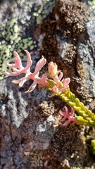 Exobasidium cassiopes