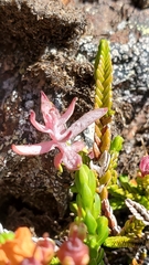 Exobasidium cassiopes