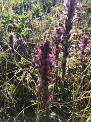 Pedicularis lanata