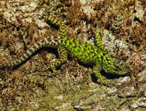 Mail-snouted Spiny Lizard, Sceloporus internasalis