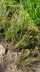 Juncus parryi