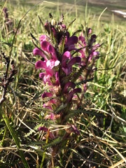 Pedicularis lanata